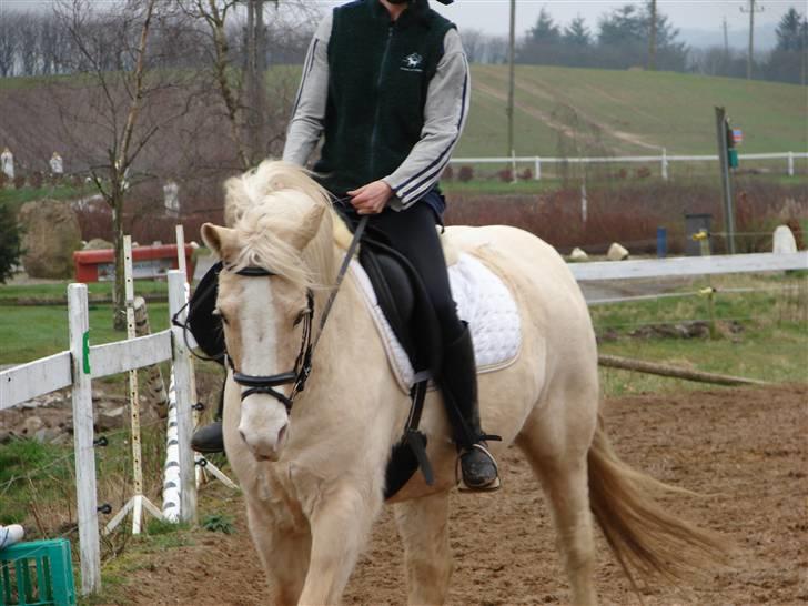 Palomino Max Edslev - SOLGT - mere dressur billede 6