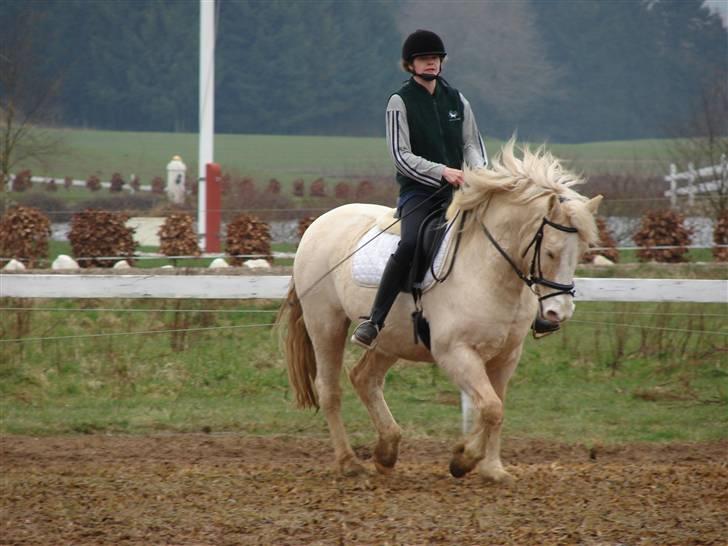 Palomino Max Edslev - SOLGT - Han er lidt sej min lille hyp :-) billede 7