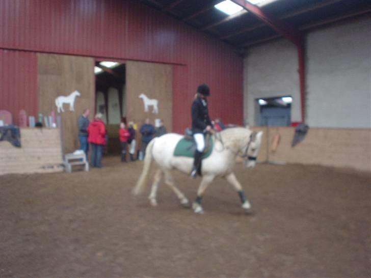 Palomino Max Edslev - SOLGT - gammelt billede - 2003 billede 9