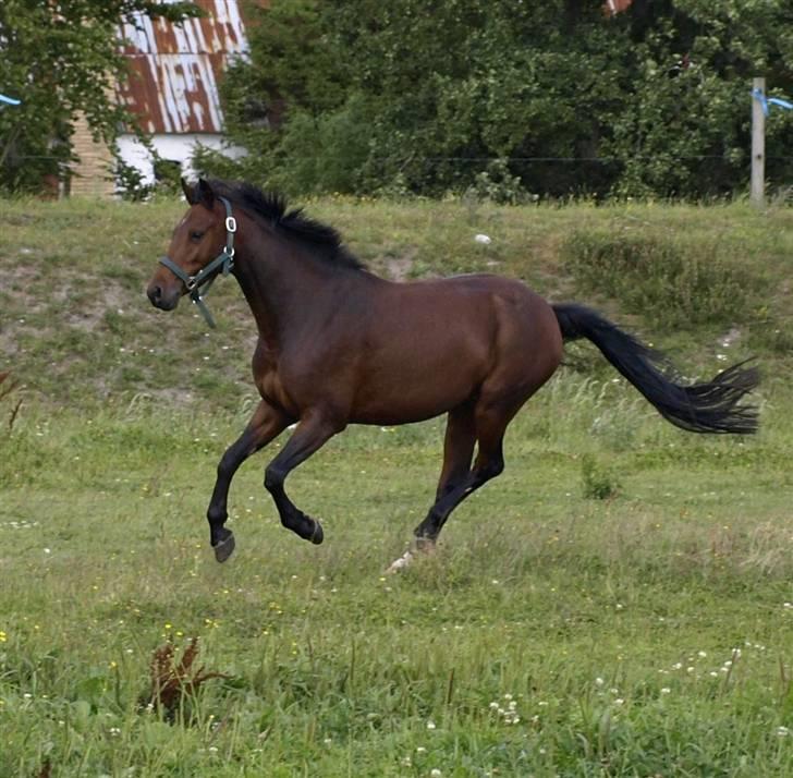 Anden særlig race lucky star billede 1