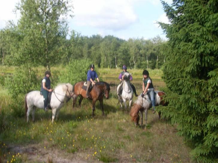 Fuldblod (XX) Matthæus - Skovtur... Under tilridning hos Maibritt Carter. August 08 billede 5