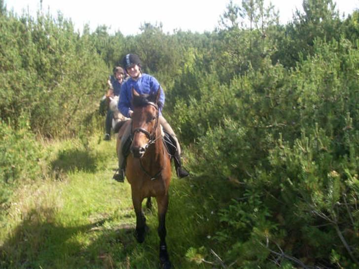 Fuldblod (XX) Matthæus - På vej hjem fra skovtur. billede 6