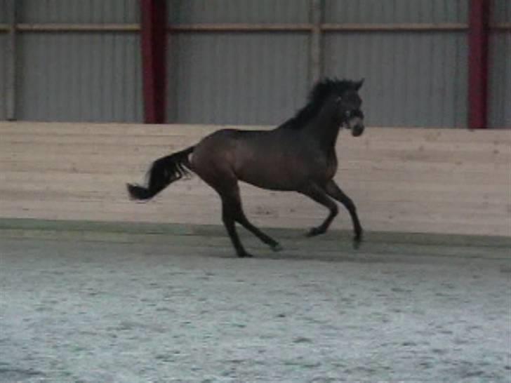 Fuldblod (XX) Matthæus billede 7