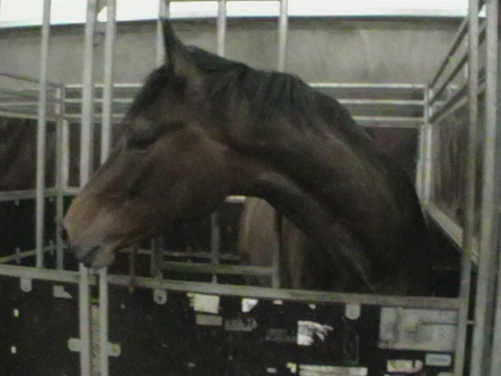 Fuldblod (XX) Matthæus - Hallooo, hvor blir min mad af?? billede 8