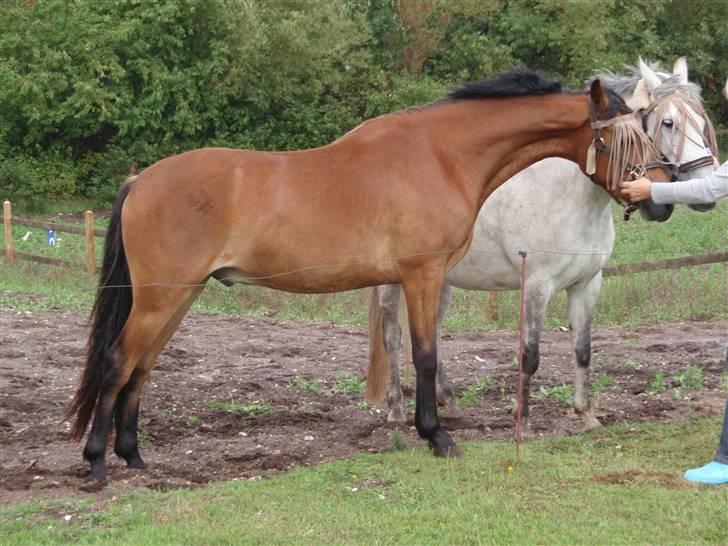 Anden særlig race Belockey billede 14