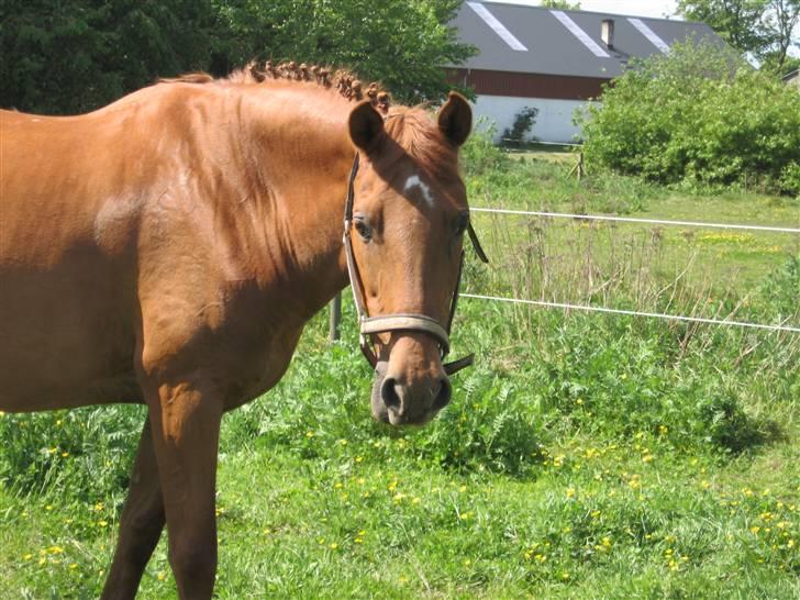 Dansk Varmblod Ibiki (død)  - på fold i JMR (da vi var til stævne) //fotograf: mig;) billede 5