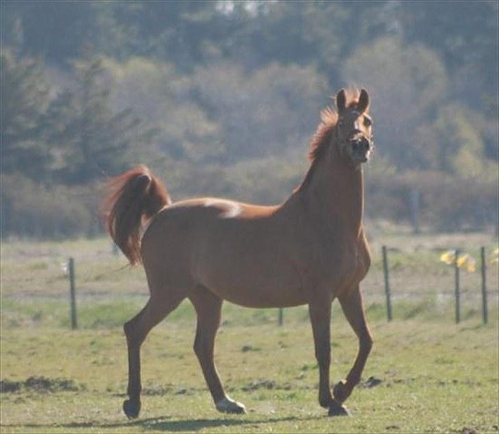 Dansk Varmblod Ibiki (død)  - uhha //fotograf Annika billede 6