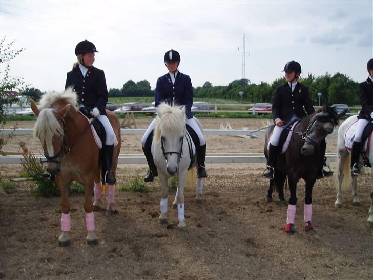 Islænder Fenja Fra Frijsbak - tid til at få taget billeder billede 9