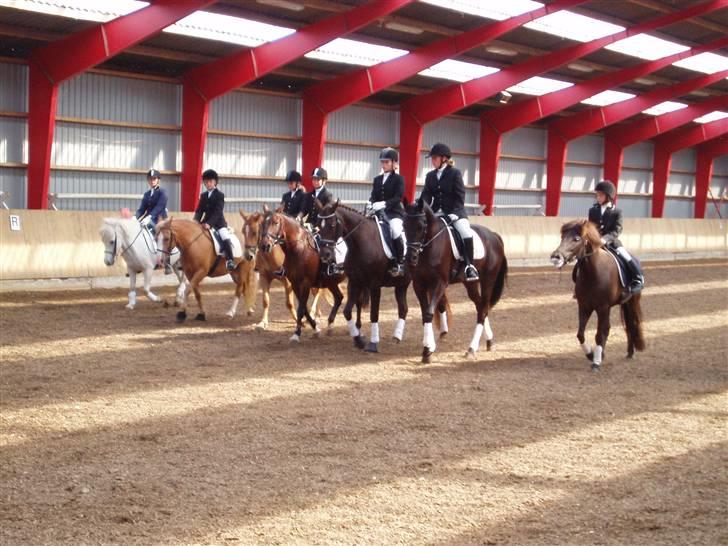 Islænder Fenja Fra Frijsbak - kvadrilje 2006. fenja er længst  ude i billedet billede 10