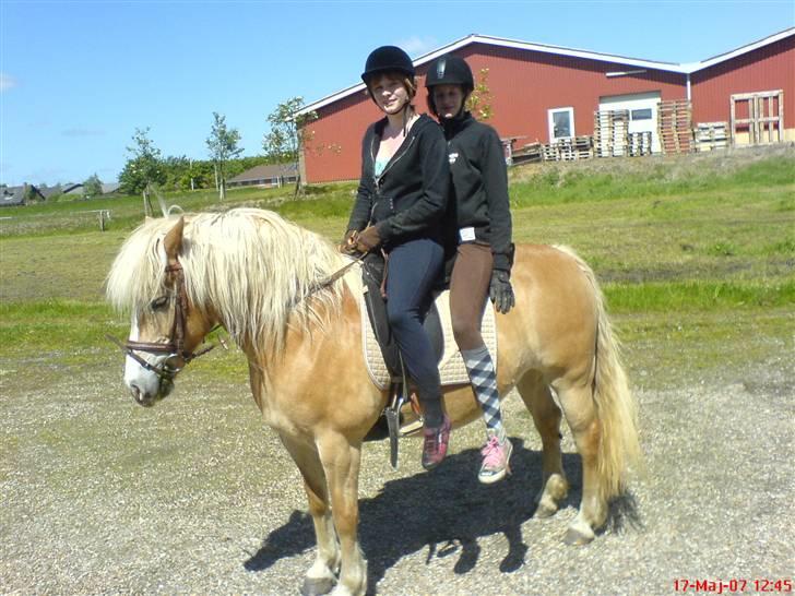 Haflinger Alexandra (solgt) billede 14