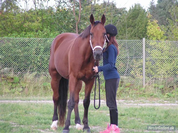 Traver Pressifon  - På toksværd dyreskue - du så skøn basse <3 billede 12