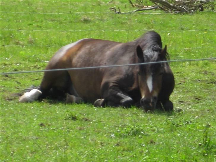 Dartmoor Manze af Vejlebro - ♥ billede 5