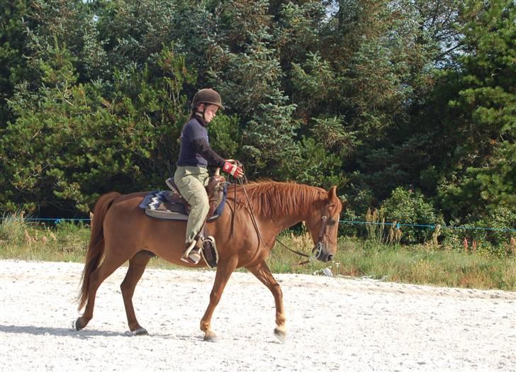 Anden særlig race Peter Pan (HIMMEL HEST) - Ridelejr uge 30 2008 på Little Mule. Meget godt gået af en 16 årig engelsk redet valak, efter en måned med ca. 20 rideture billede 7