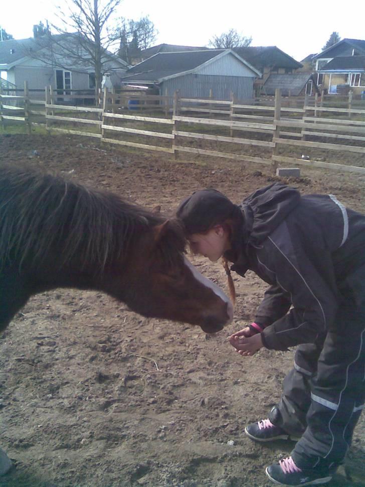 Welsh Mountain (sec A) Mosedalens Kiro-BasseMand - Himmelhest billede 7