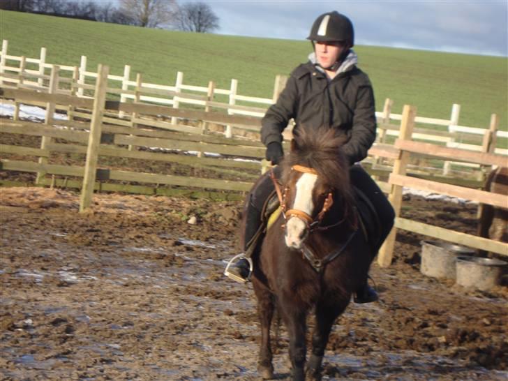 Welsh Mountain (sec A) Mosedalens Kiro-BasseMand - Himmelhest billede 8