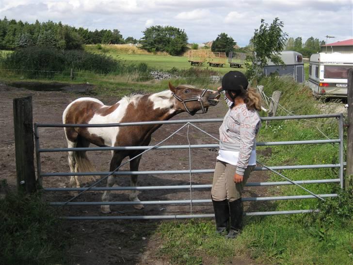 Pinto Mr Jamie (rider ik mere) - heh bass du griner af mig <3  billede 16