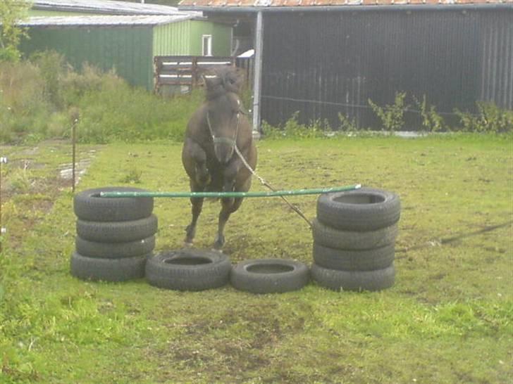 Anden særlig race Tarzan   - wow en smuk lille pony der kommer der;b<3 billede 9