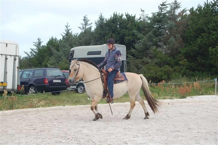 Anden særlig race Texas Yellow Rose (SOLGT) billede 6