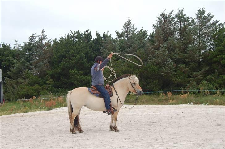 Anden særlig race Texas Yellow Rose (SOLGT) billede 7