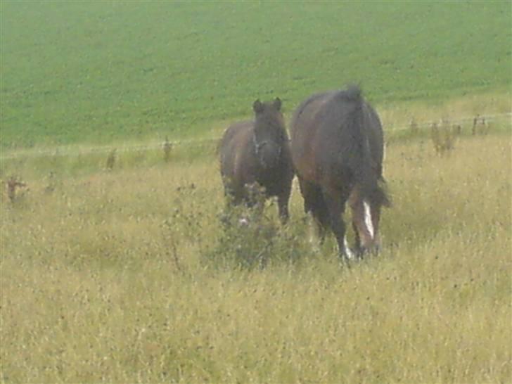 Anden særlig race Tarzan   - Tarzan og manze;b de to skønne ponyer<3<3<3 billede 18