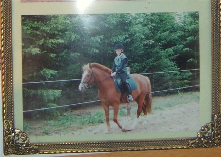 New Forest LL. Møllegårdens Tony - Tony og jeg derhjemme(: billede 4