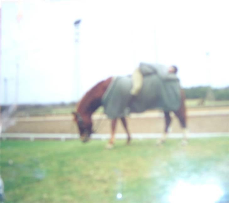 New Forest LL. Møllegårdens Tony - idiot :p billede 5