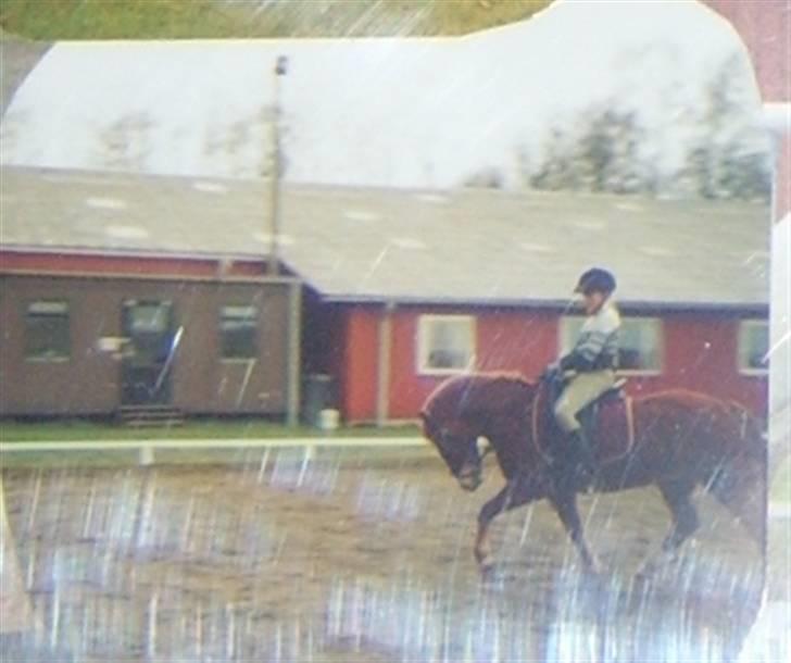 New Forest LL. Møllegårdens Tony billede 7