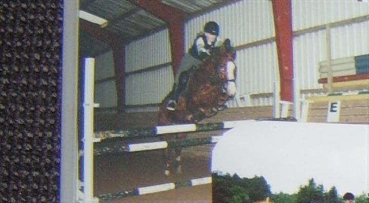 New Forest LL. Møllegårdens Tony - spring - 1 meter. billede 8