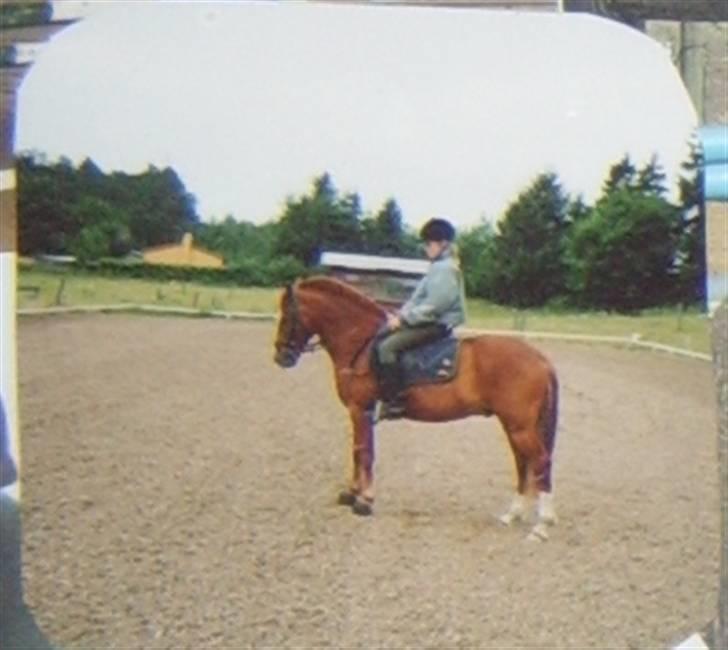 New Forest LL. Møllegårdens Tony billede 9