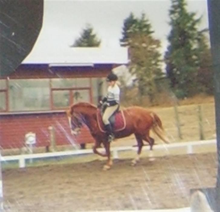 New Forest LL. Møllegårdens Tony - ganske få dage inden han kom væk /: billede 10