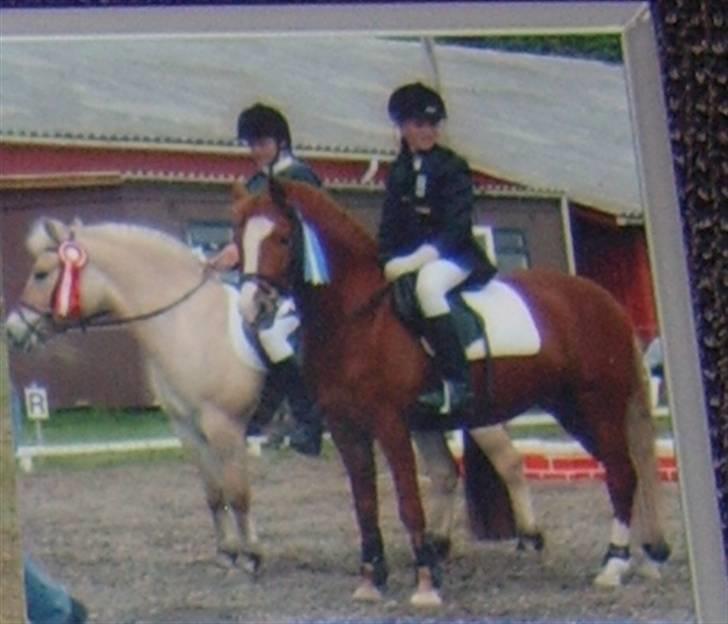 New Forest LL. Møllegårdens Tony - 2. plads i ld (: vi var i avisen med billedet (: billede 12