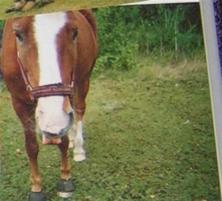 New Forest LL. Møllegårdens Tony - PÅ FOLD<3 billede 13