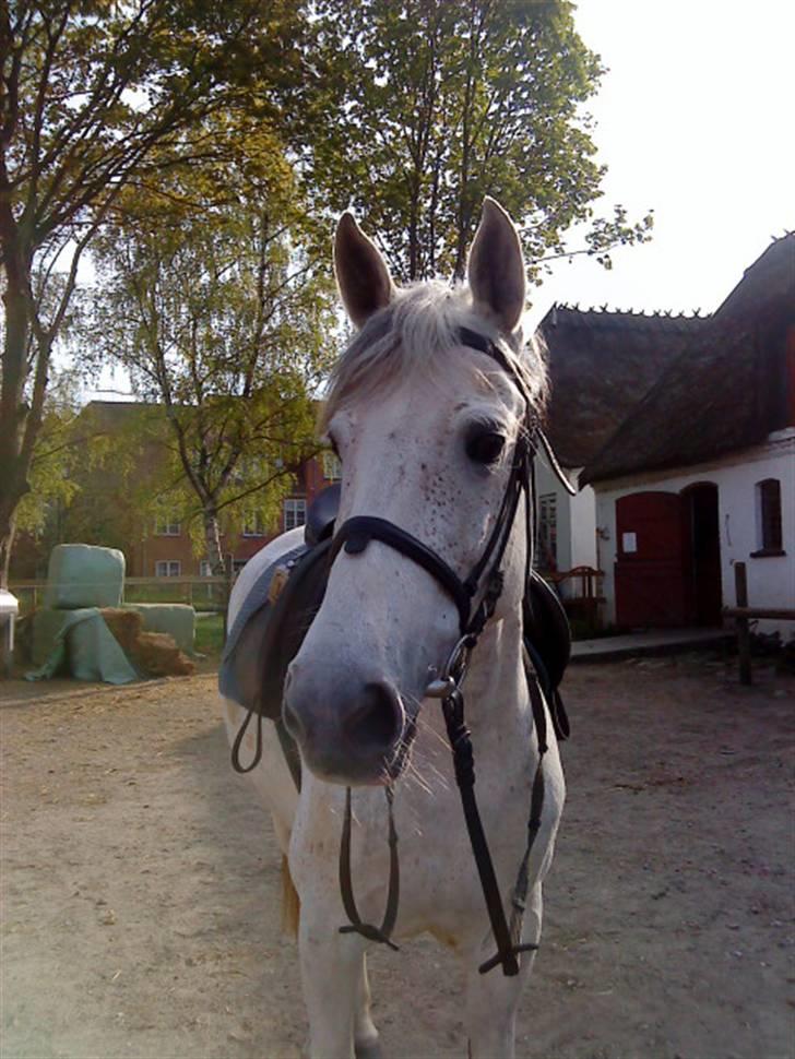 Hollandsk Sportspony | Silver Blue - 20) elsker dig i; billede 20