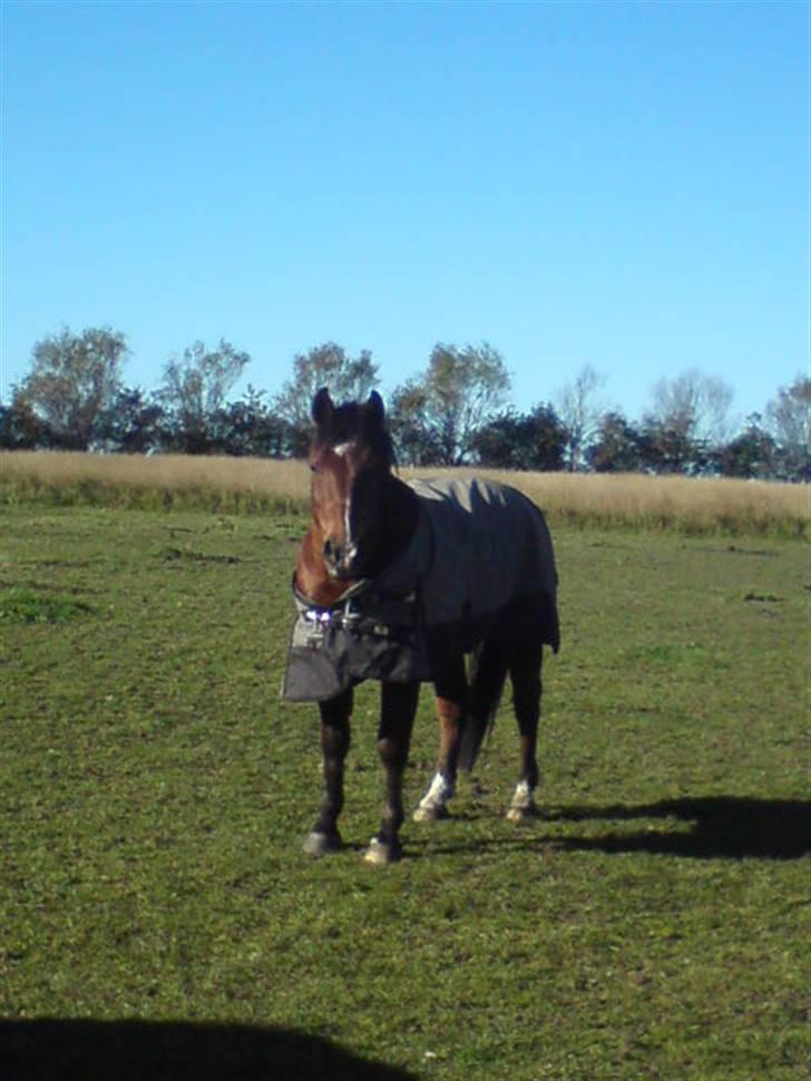 New Forest Charly - Charly på fold efteråret 2009 billede 5