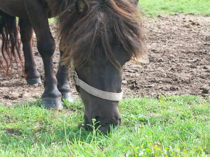 Shetlænder bella billede 6