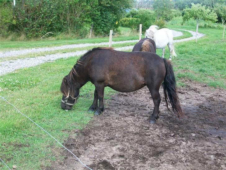 Shetlænder bella billede 7