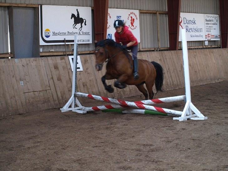 New Forest Charly - Charly&Jeg springtræning - Rytterlejr 2010 billede 6