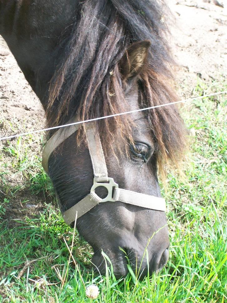 Shetlænder bella billede 8