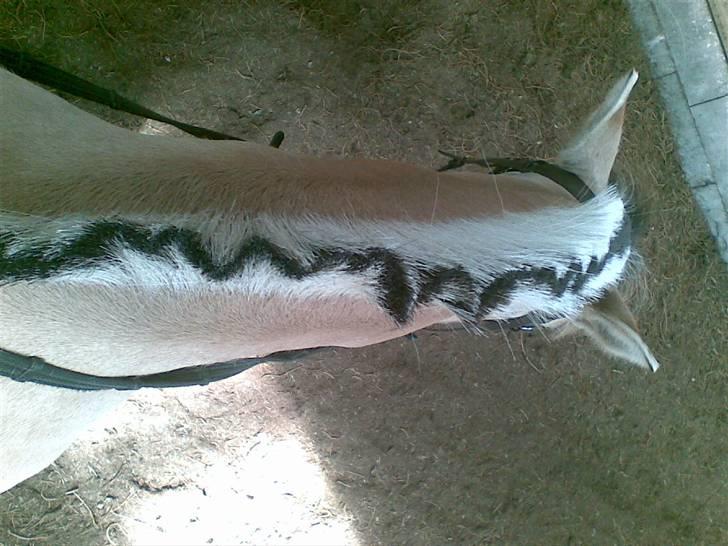 Fjordhest Pop (har passet) R.I.P<3 - hendes voll skæve man hehe ;)<3 billede 16