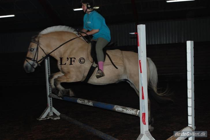 Fjordhest Pop (har passet) R.I.P<3 - Venlist Lånt af Lene (L´F) billede 17