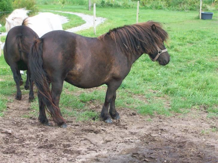 Shetlænder bella billede 10