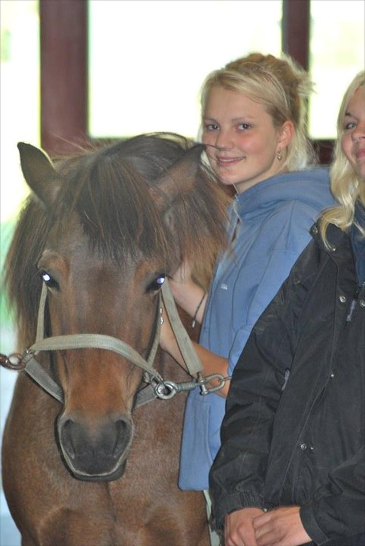 Islænder Náttfreyja f. Dyssemosen - Himmelhest billede 1