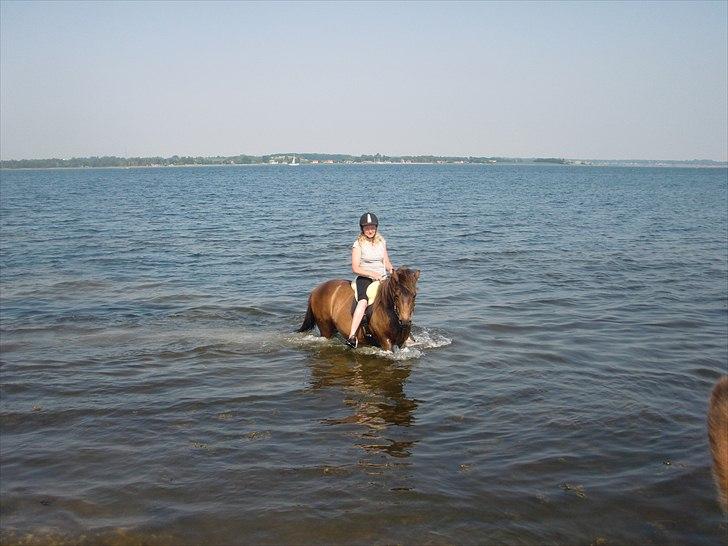 Islænder Náttfreyja f. Dyssemosen - Himmelhest billede 2