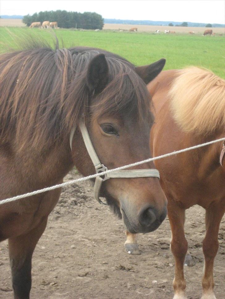 Islænder Náttfreyja f. Dyssemosen - Himmelhest billede 3