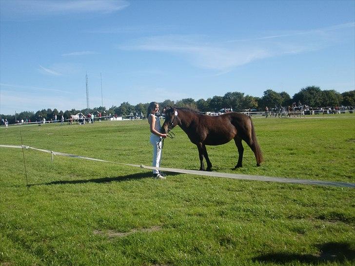 Islænder Náttfreyja f. Dyssemosen - Himmelhest billede 4