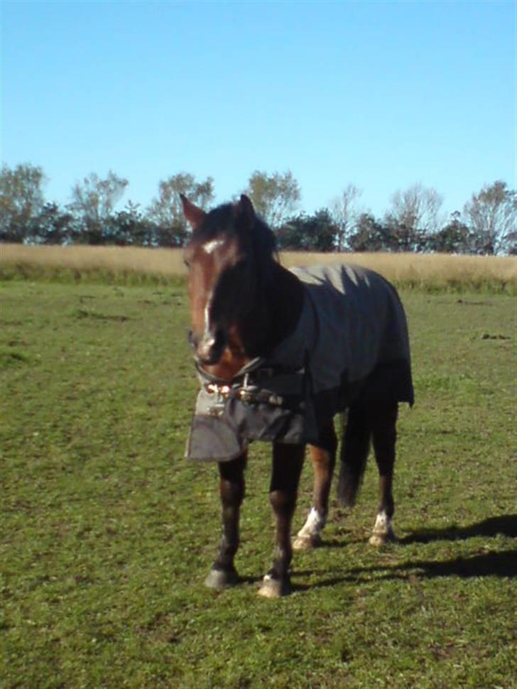 New Forest Charly - Charly på fold efterår 2009:) billede 7