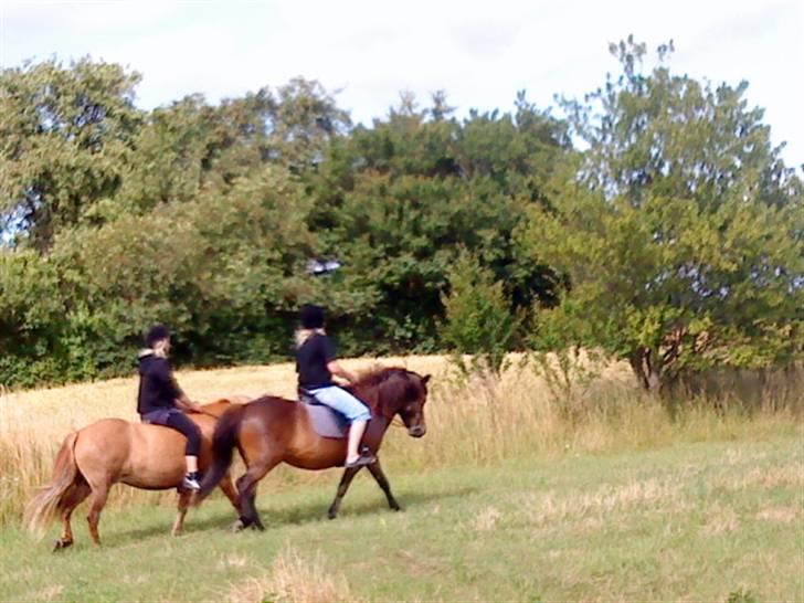 Islænder Náttfreyja f. Dyssemosen - Himmelhest billede 5