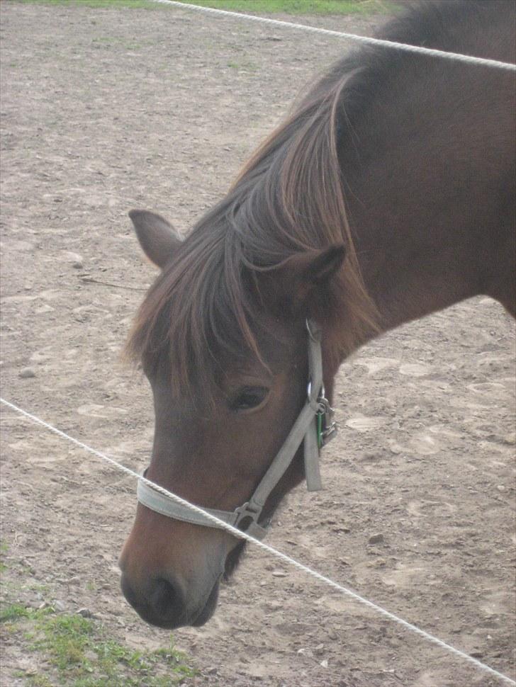 Islænder Náttfreyja f. Dyssemosen - Himmelhest billede 6
