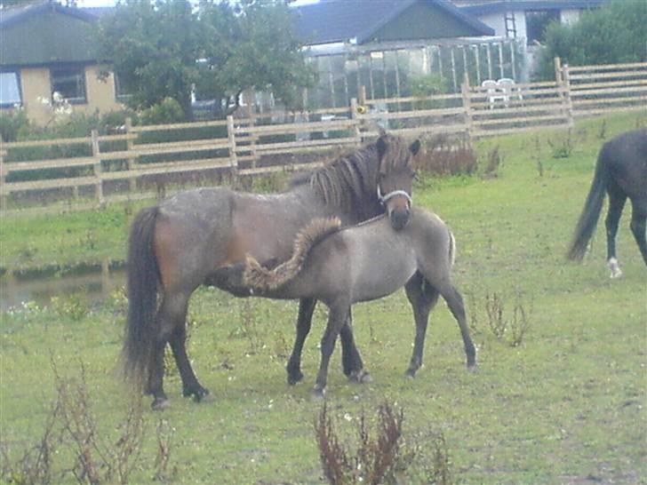 Islænder Náttfreyja f. Dyssemosen - Himmelhest billede 7