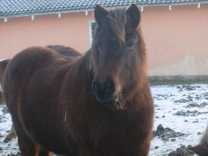 Islænder Náttfreyja f. Dyssemosen - Himmelhest billede 8